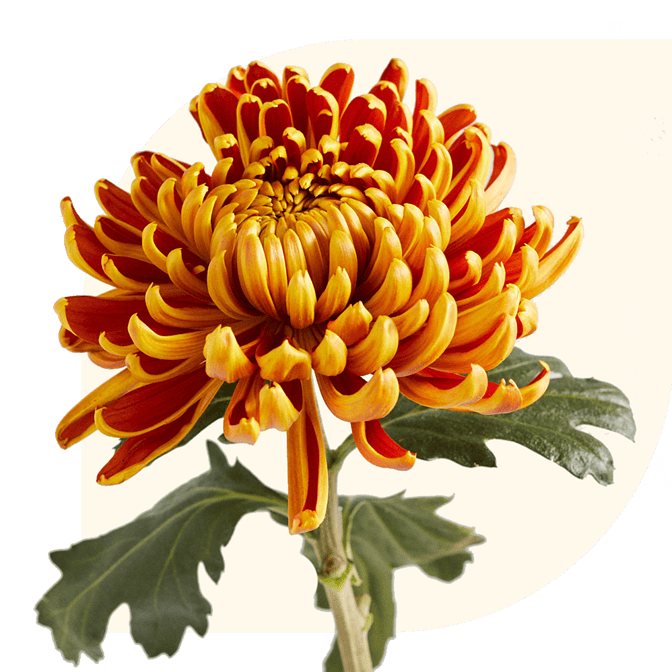 cat najaarsboeketten